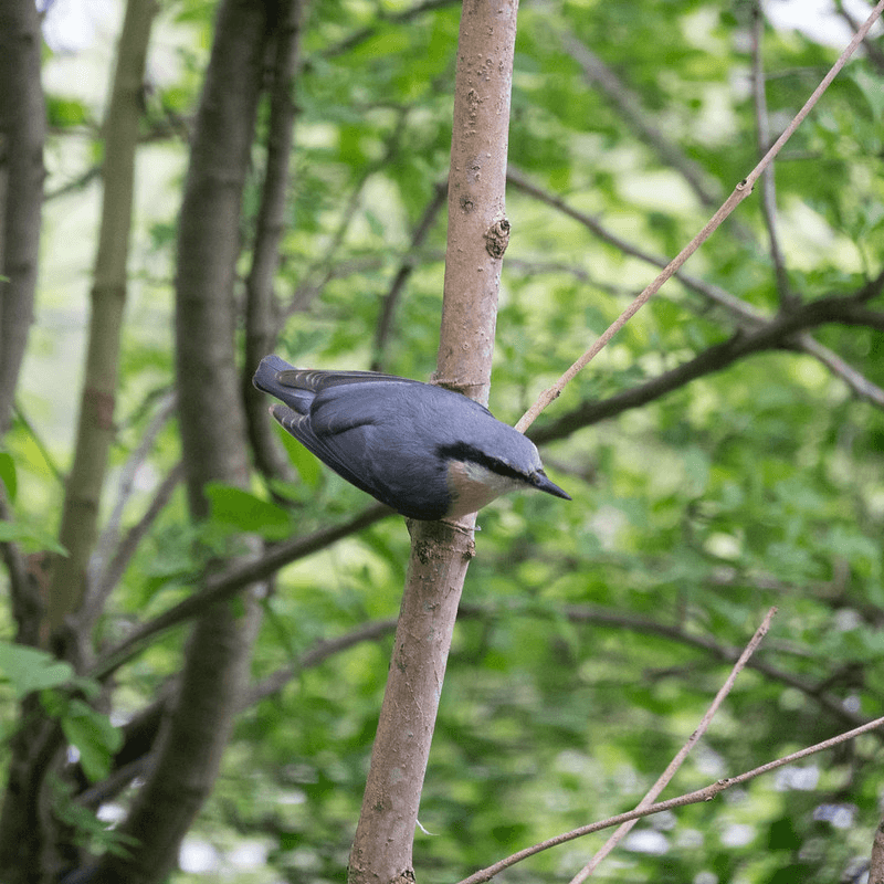A gray bird perched on a slender tree branch surrounded by green foliage.