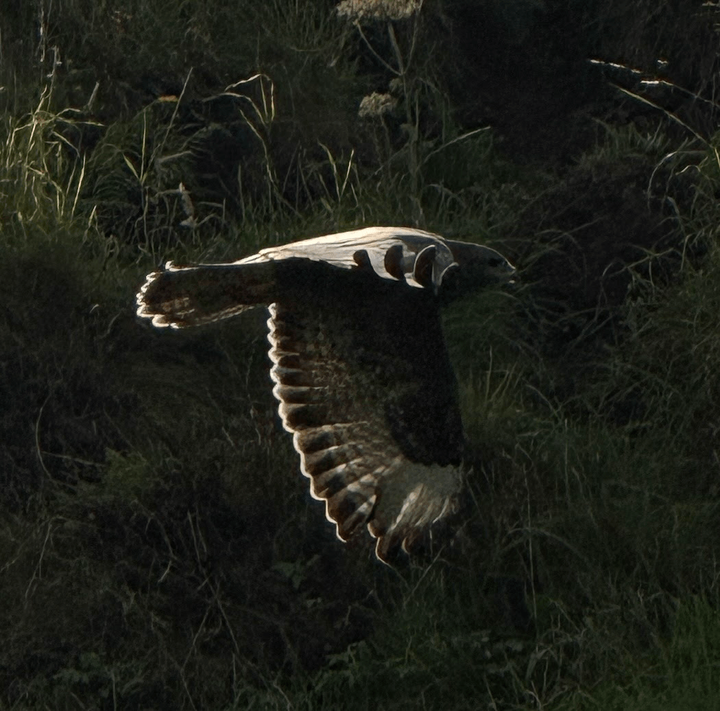 A buzzard gliding through a dark, grassy landscape with wings outstretched.
