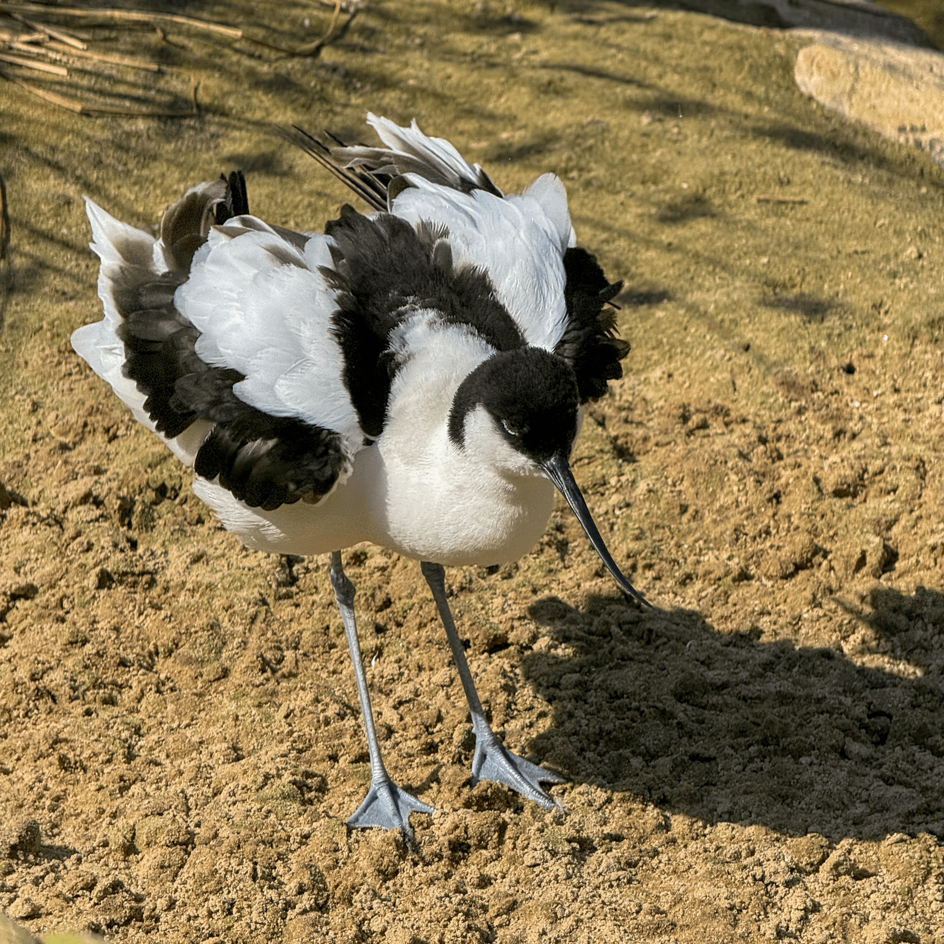 A black-and-white wading bird standing on sandy ground with wings partially spread.