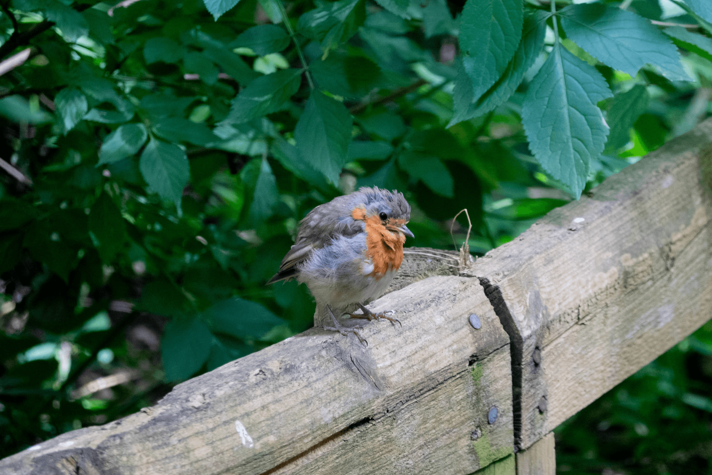 A small robin perched on a wooden fence, holding a piece of food, surrounded by green foliage.