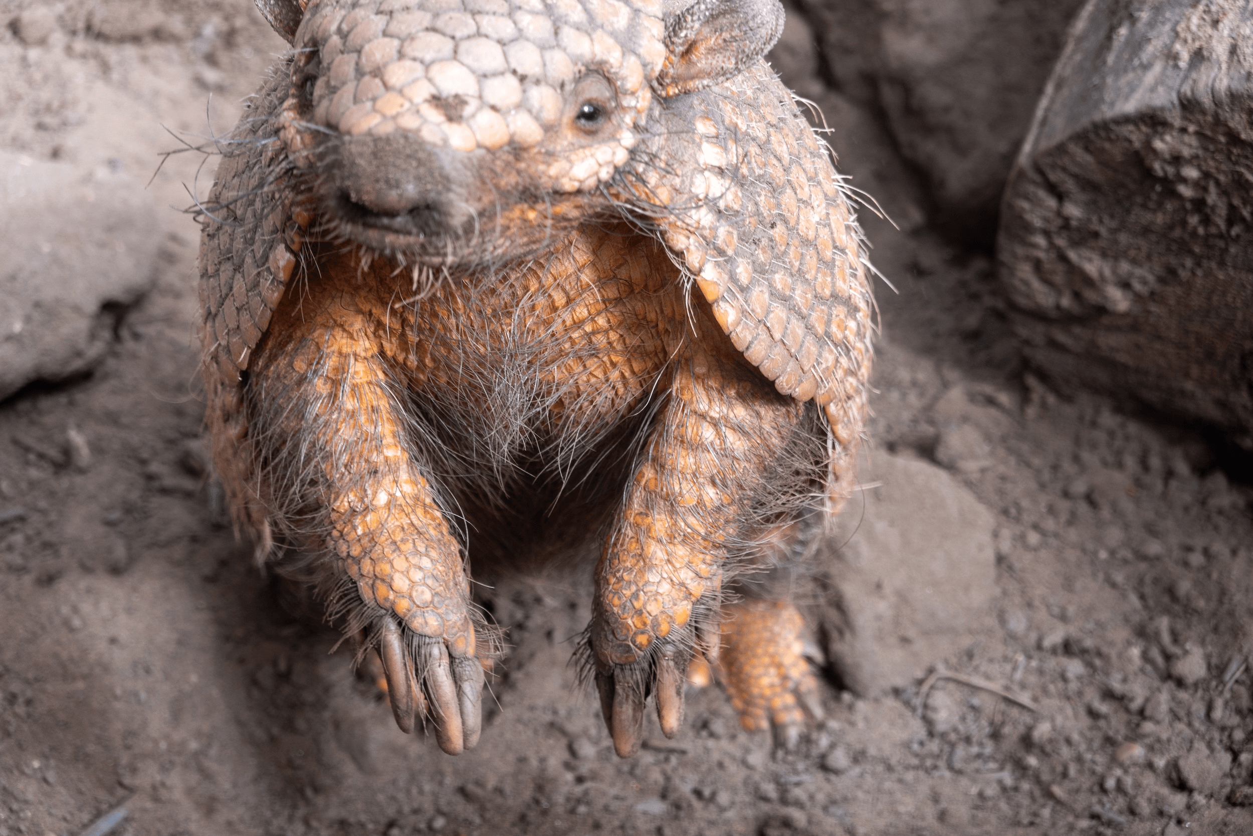 A close-up of an armadillo sitting on the ground, showcasing its textured shell and claws.