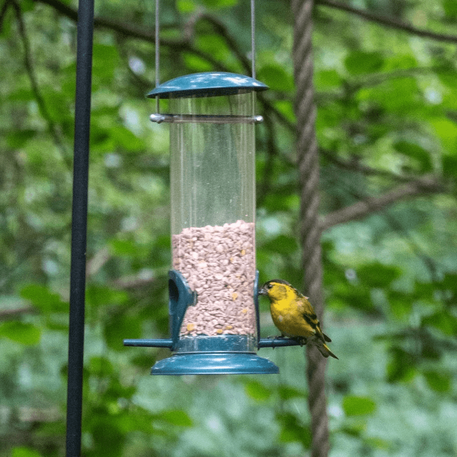 Yellow bird perched by a seed feeder surrounded by lush green foliage.