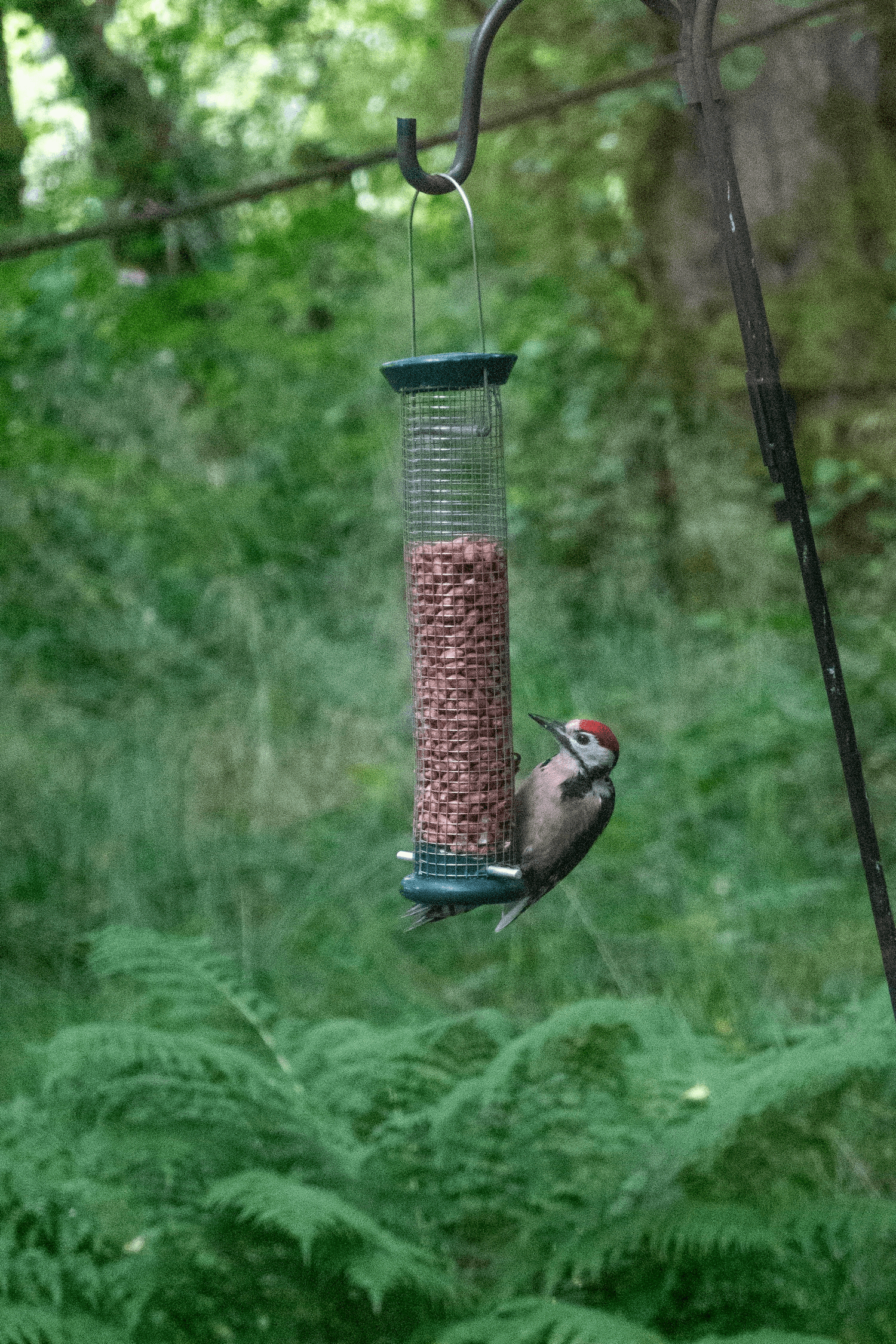 A woodpecker pecks at a bird feeder filled with seeds, surrounded by greenery.