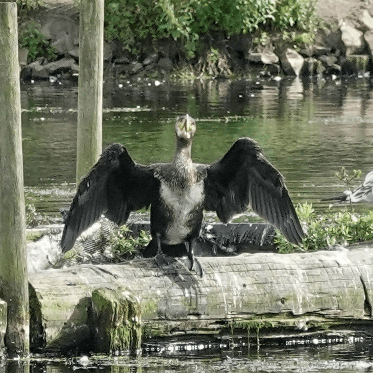 A cormorant with wings spread wide sits on a log by a green river.