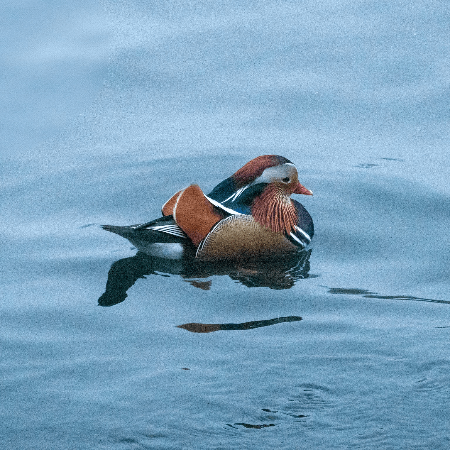 A colorful mandarin duck floating on calm water.