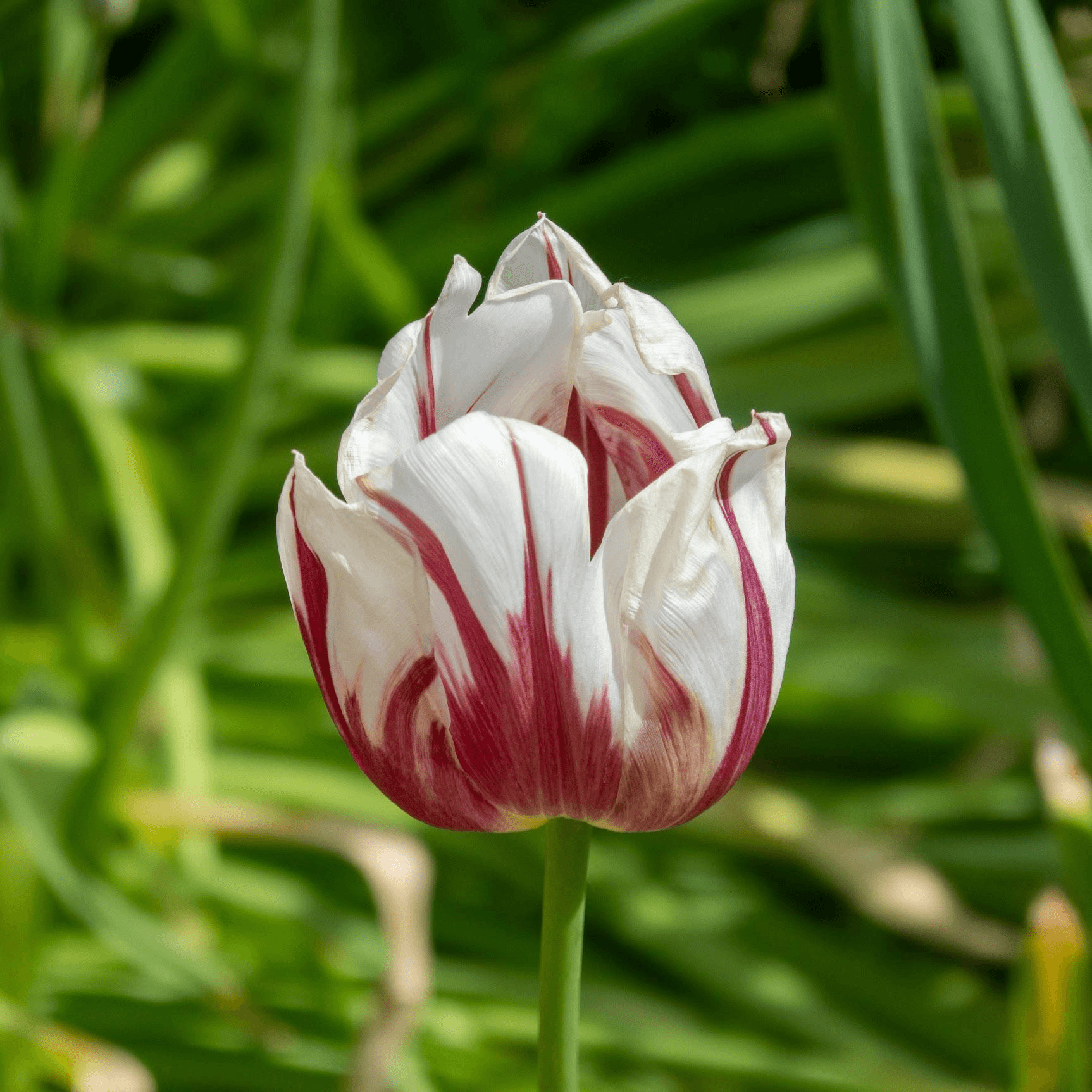 White tulip with red streaks, surrounded by green foliage.