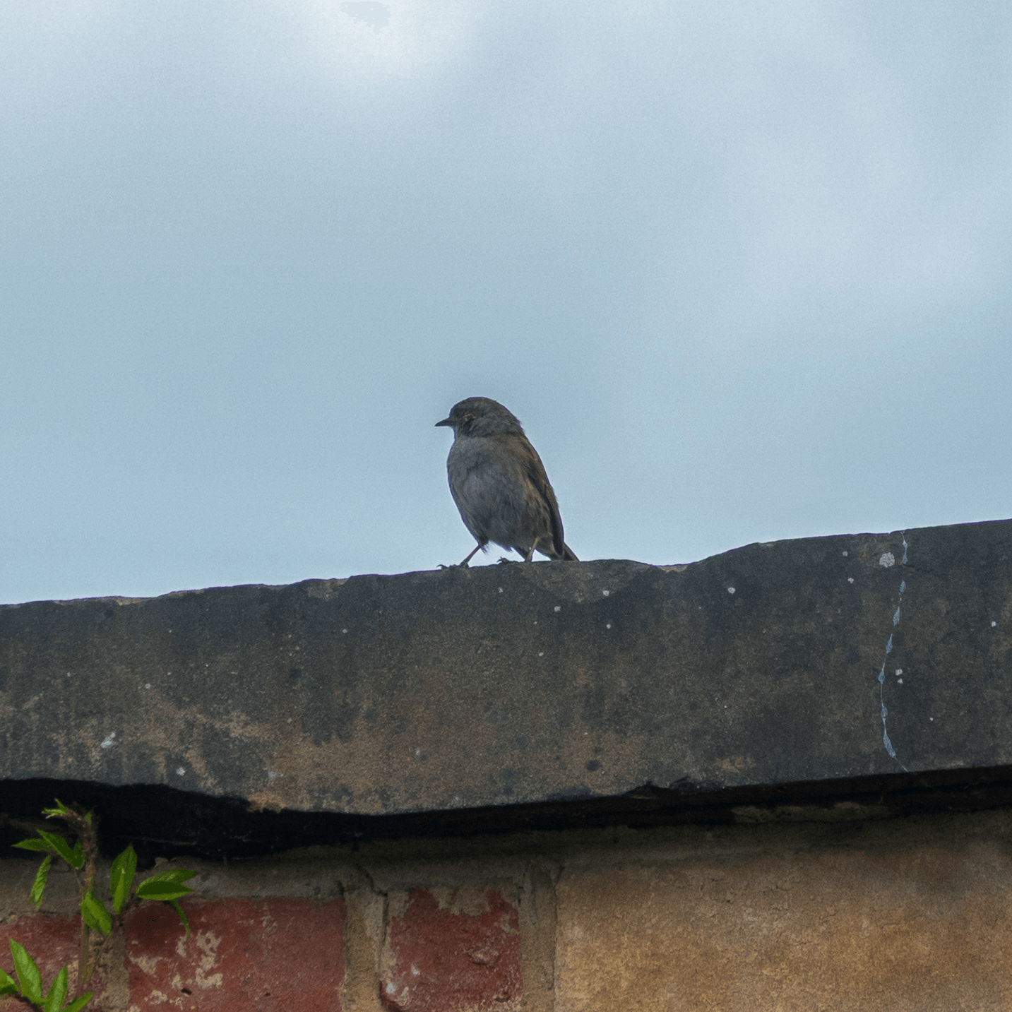 A small bird perched on a brick wall against a cloudy sky.