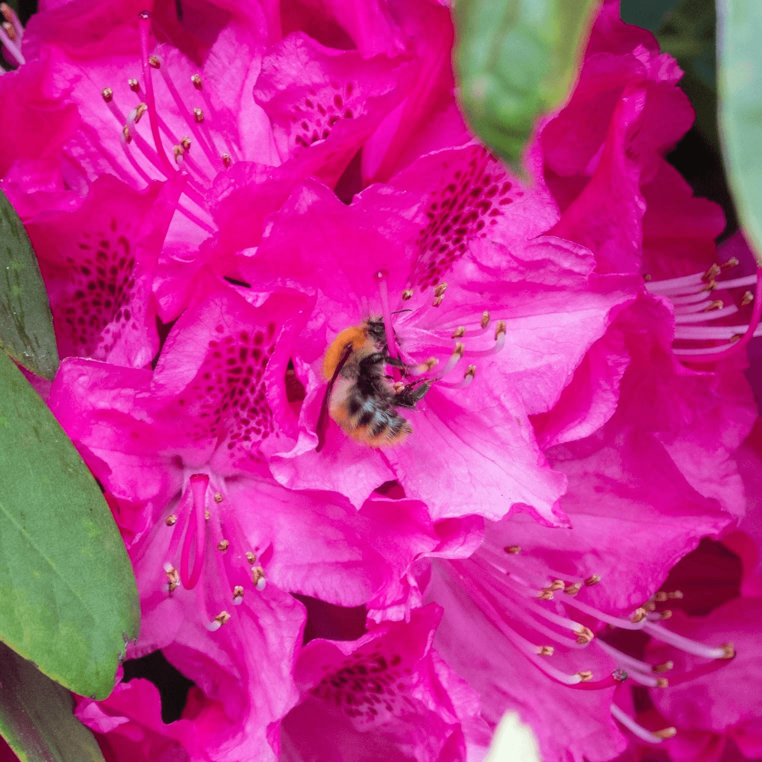 A bee gathering nectar from vibrant pink rhododendron flowers.