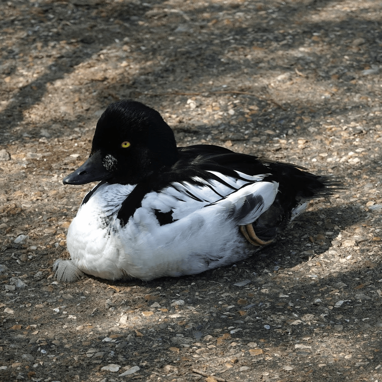 A Goldeneye resting on a concrete surface, surrounded by shadows.