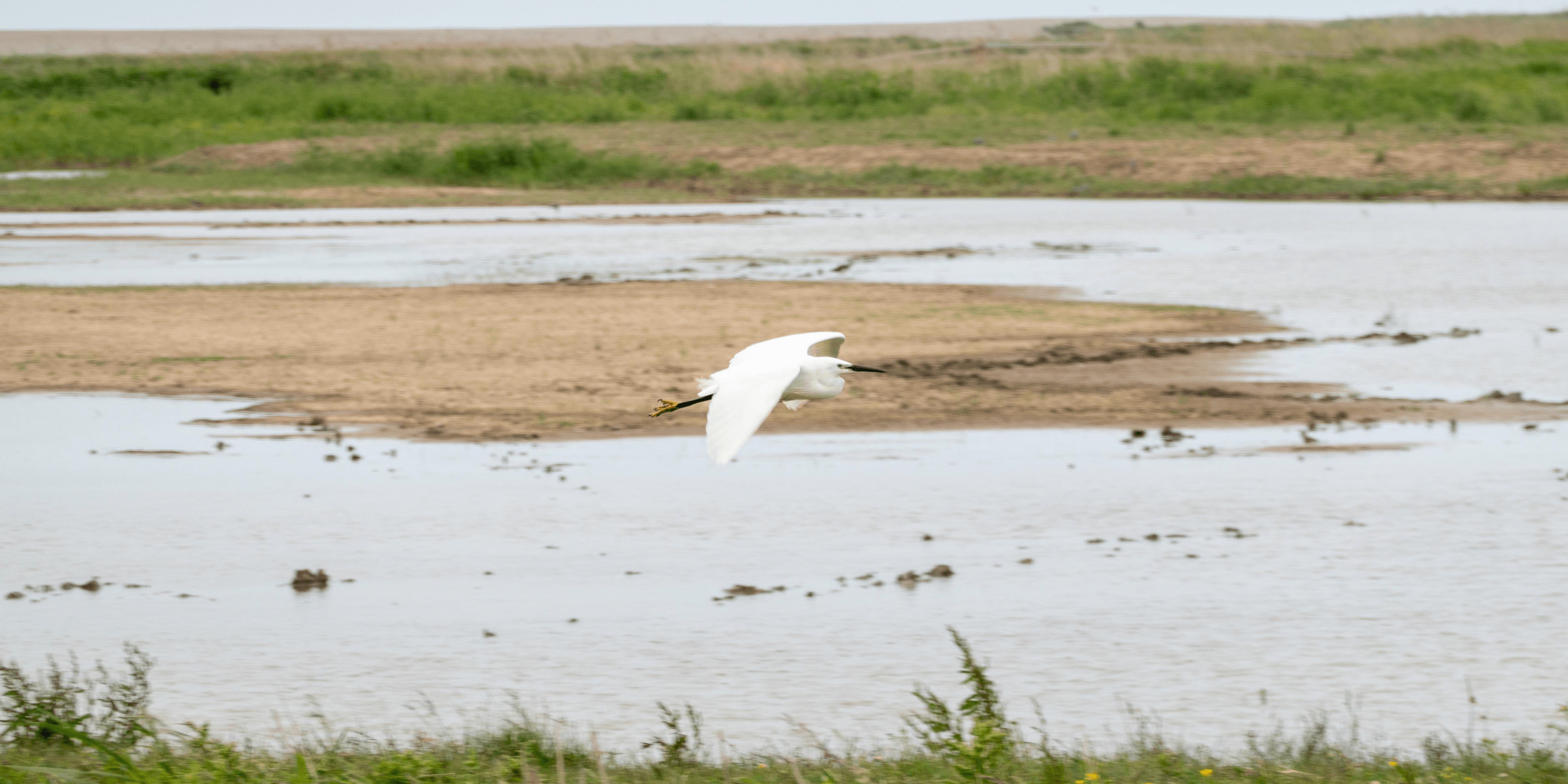 A little egret bird flying over a shallow wetland area with green grass in the background.