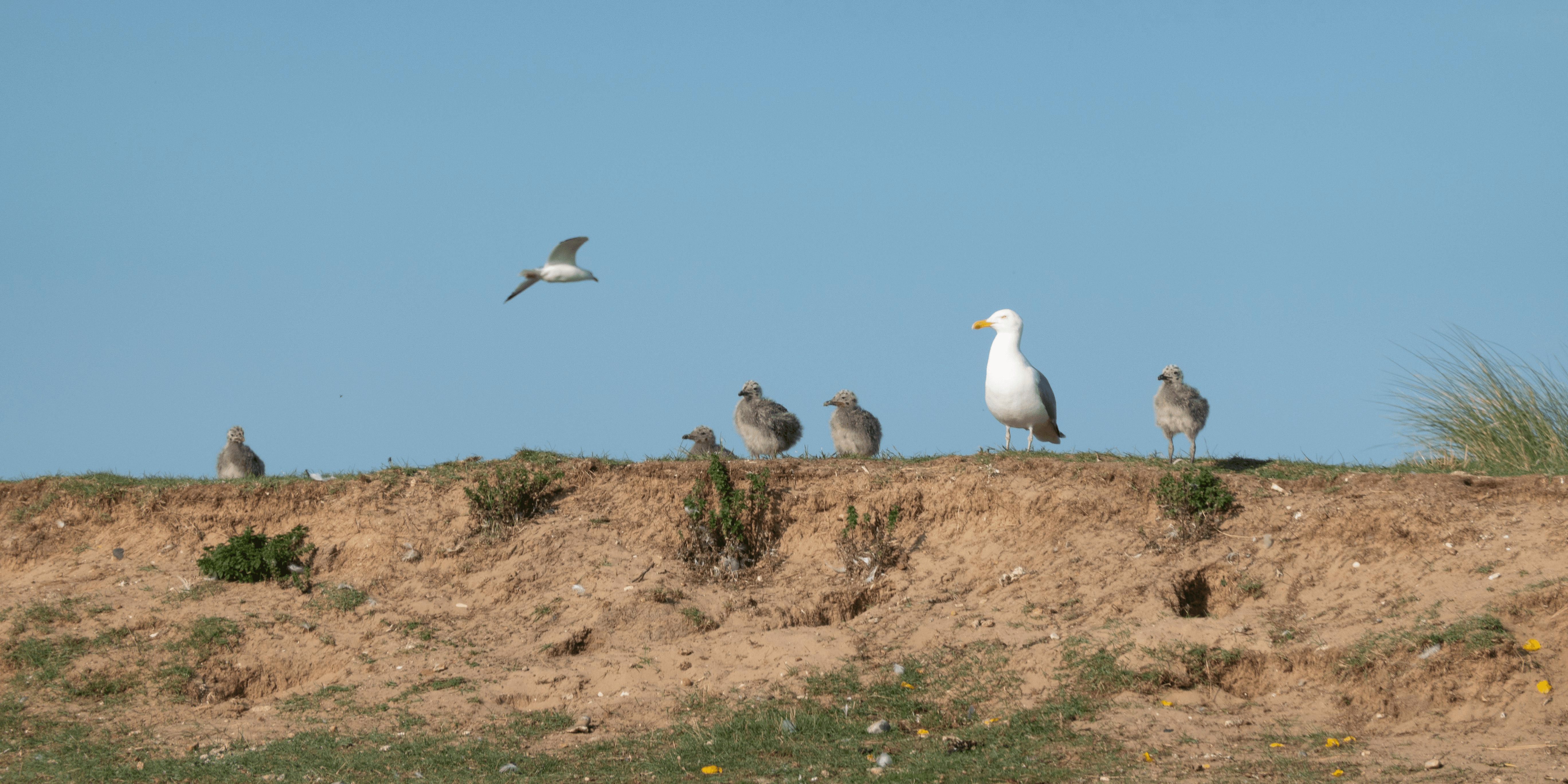 A group of baby seagulls on a sandy area, with a seagull standing among them and a bird flying overhead.