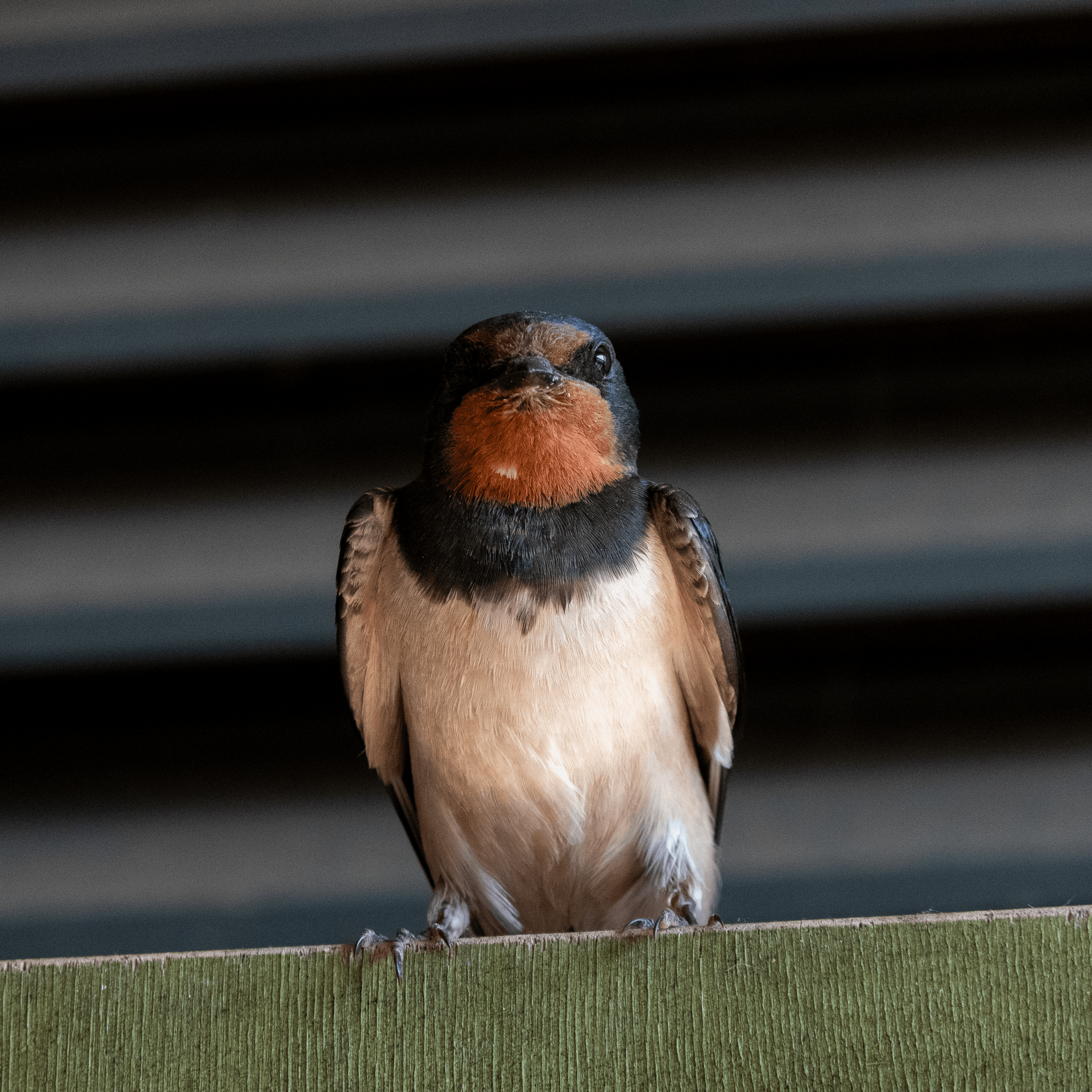 A close-up of a swallow perched on a green surface, with a curious expression.