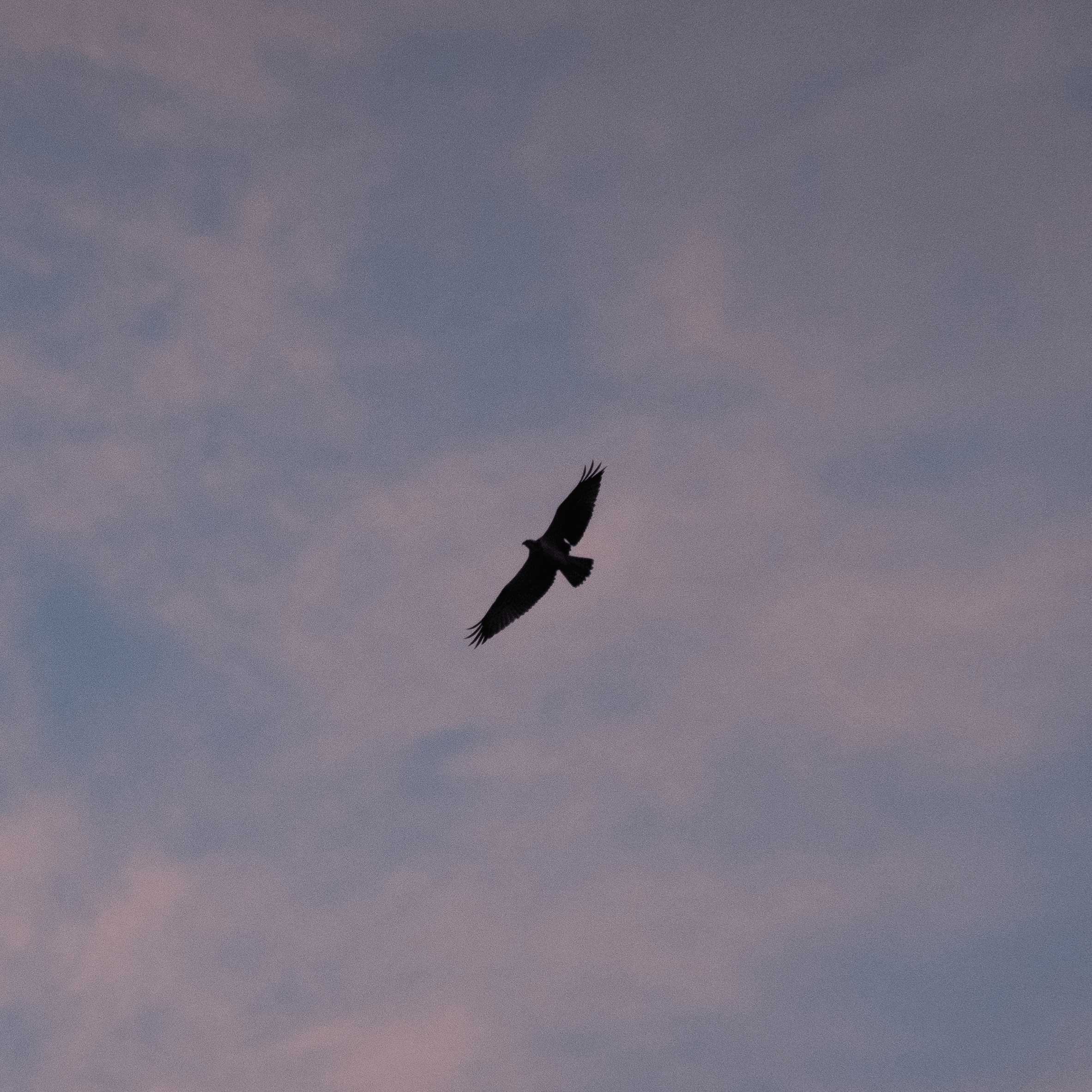 Osprey
