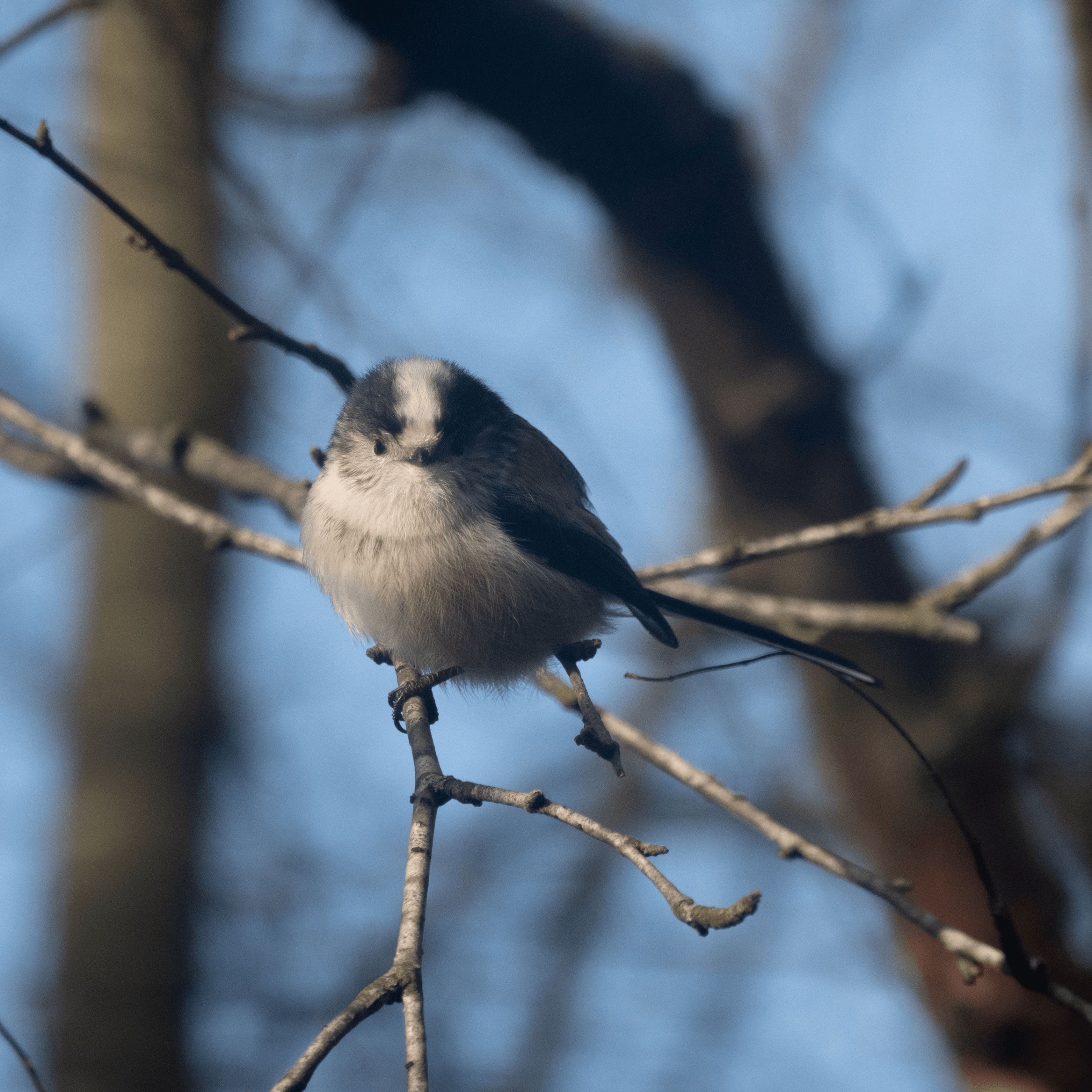 Long-tailed tit perched on a thin branch.