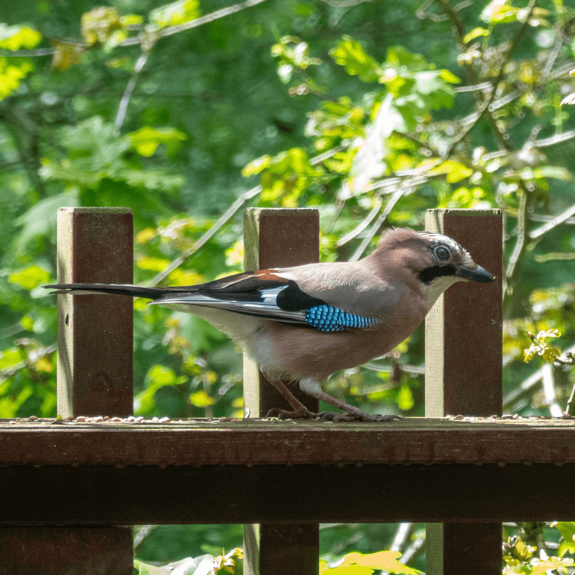 Jay sat on a fence