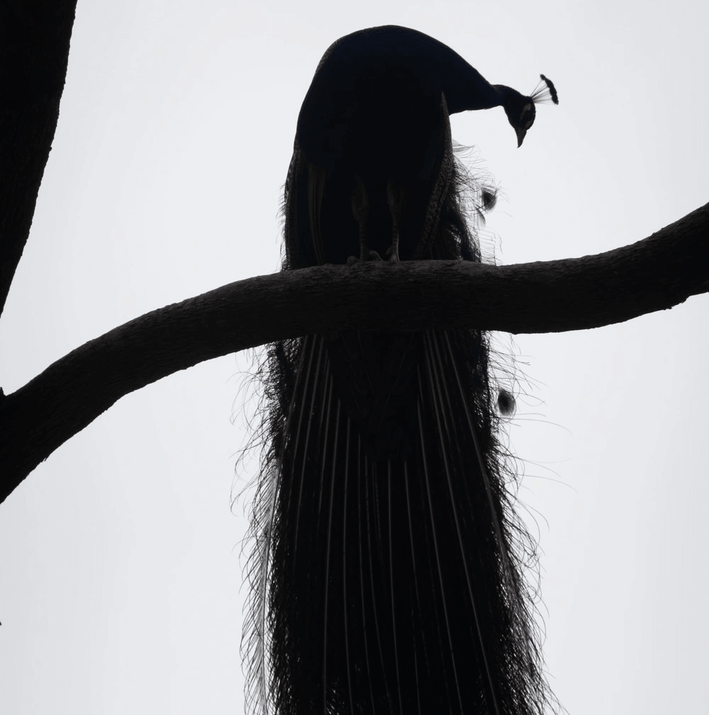 Peacock