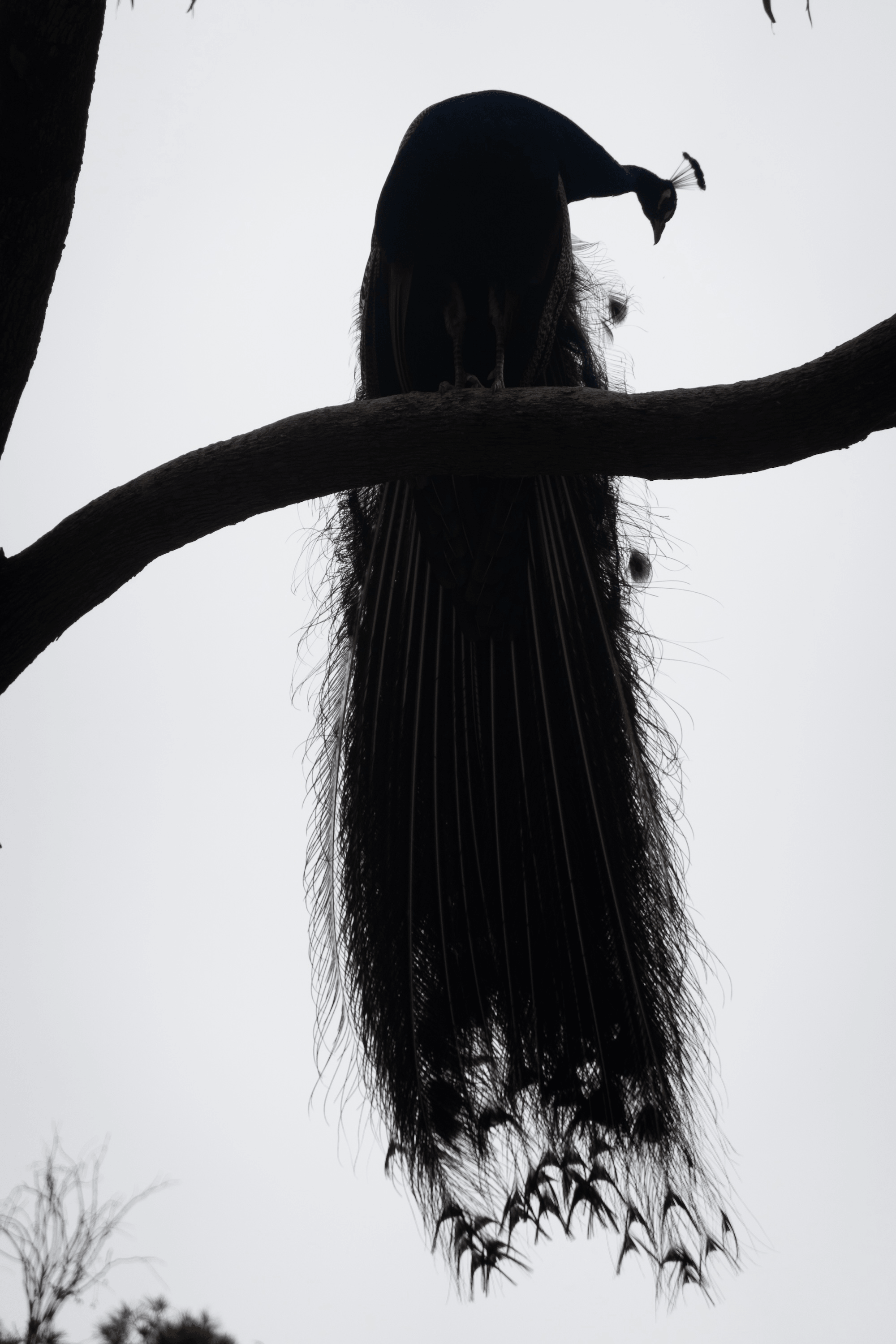 Silhouette of a peacock perched on a branch, showcasing its long, flowing tail feathers.