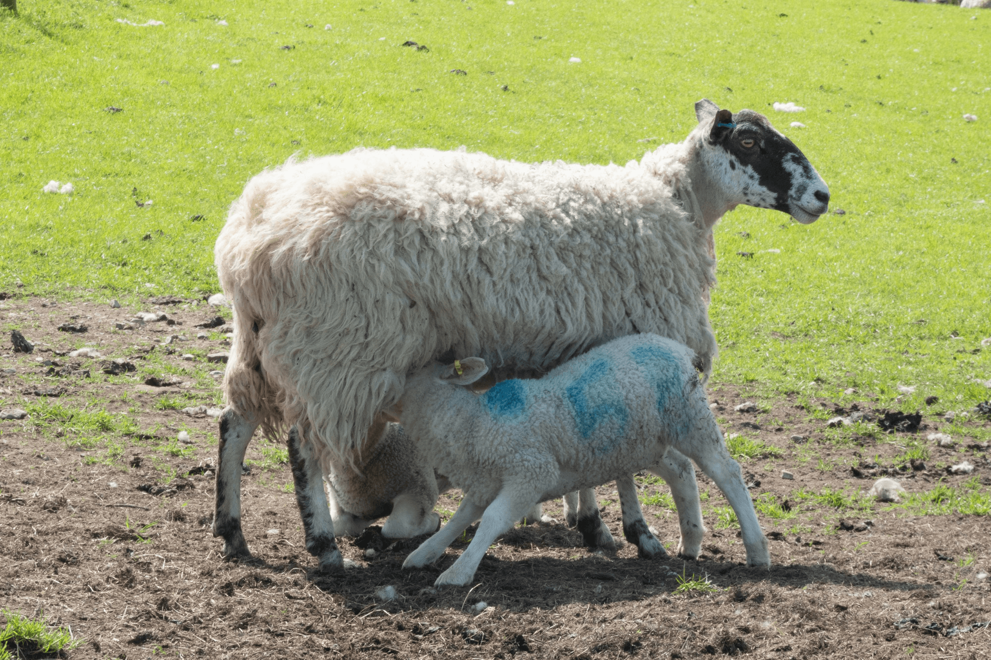 A lamb nursing from a sheep in a grassy meadow.