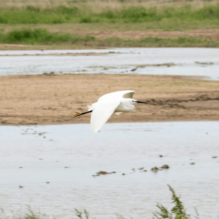 A white bird in flight over a wetland area with muddy ground and green vegetation.