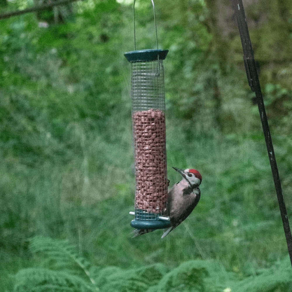 A woodpecker perches on a bird feeder filled with seeds, surrounded by greenery.